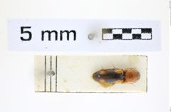 Foto (Dorsalansicht) von Cardiophorus alfierii (Pic, 1931) (NHMW-ZOO-COL-0008270)